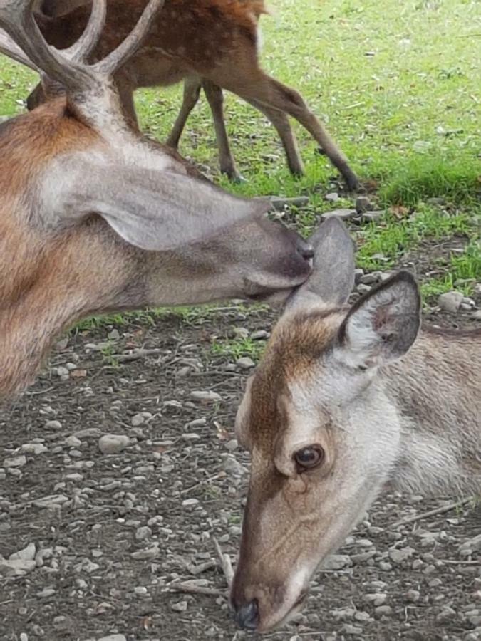 Appartamento Bergbluete Bad Harzburg Esterno foto